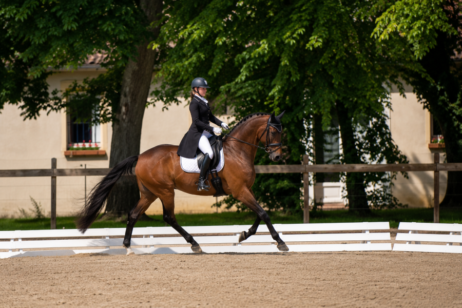 Vente de cheval : Me Too